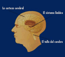 El tallo del cerebro controla las funciones básicas esenciales para vivir. El sistema límbico contiene el circuito de gratificación del cerebro, y la corteza cerebral controla varias funciones del cuerpo incluyendo los cinco sentidos. 